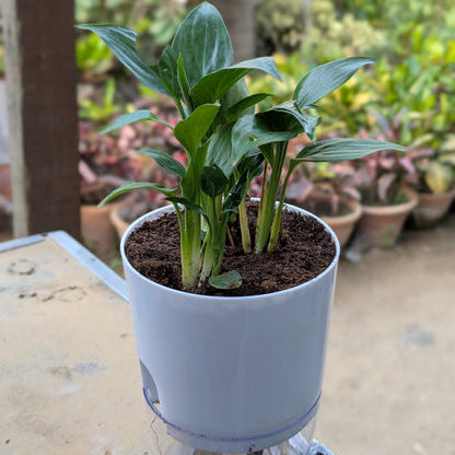 peace lilly