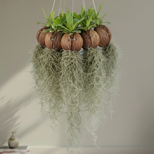 Spanish moss with bird's nest fern
