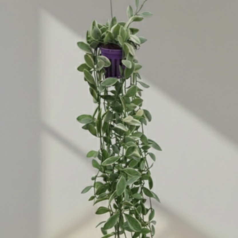 Dischidia Oiantha verigated