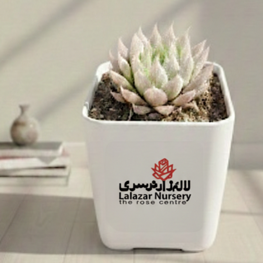 Howarthia soft leave