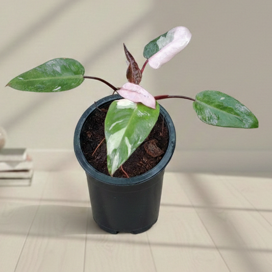 philodendron pink pink princess