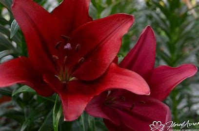 Lilium LA hybrid lily bulbs