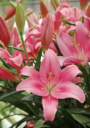 Lilium LA hybrid lily bulbs