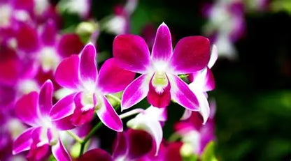 Orchid dendrobium