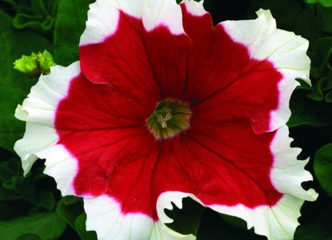 Petunia flowering seedling per dozen