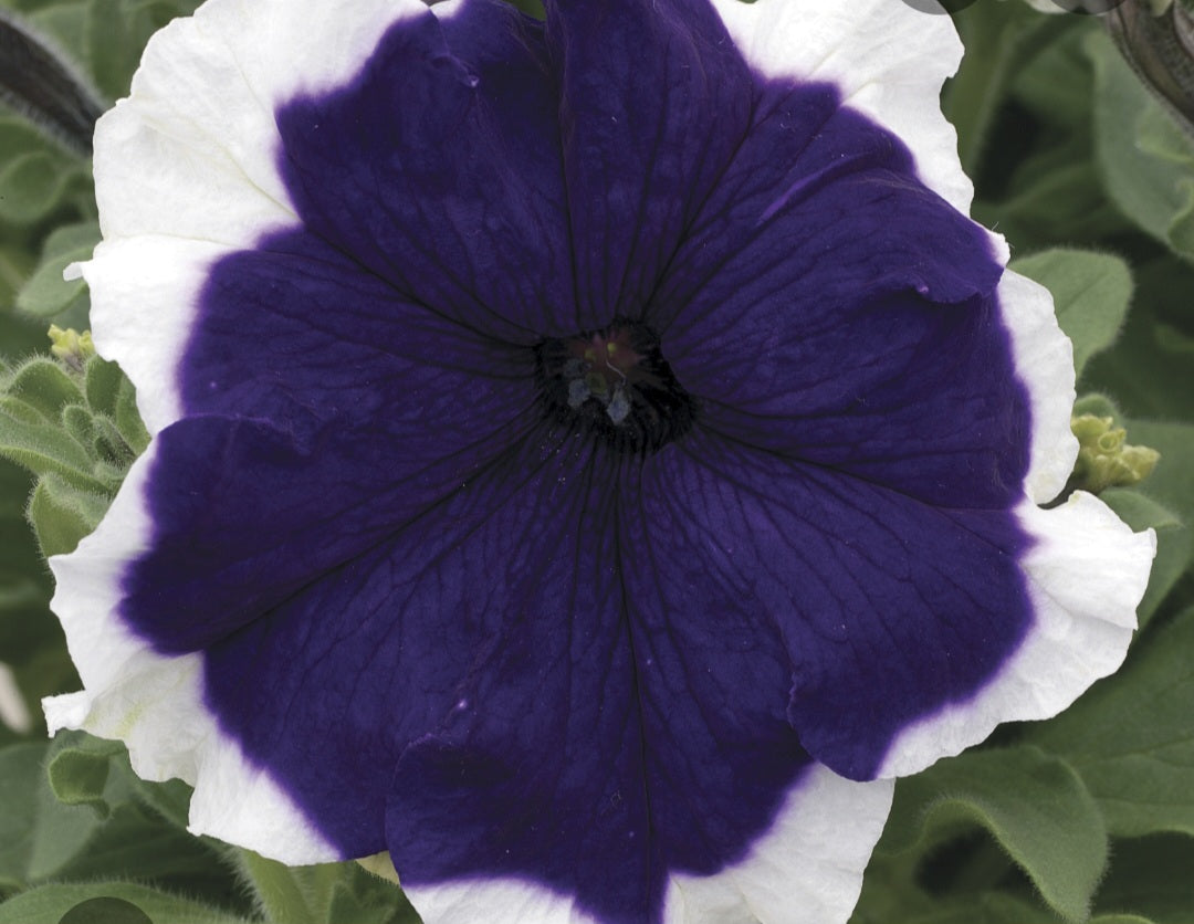 Petunia flowering seedling per dozen