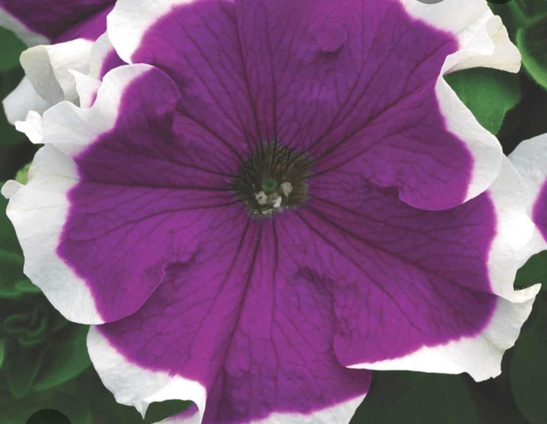 Petunia flowering seedling per dozen