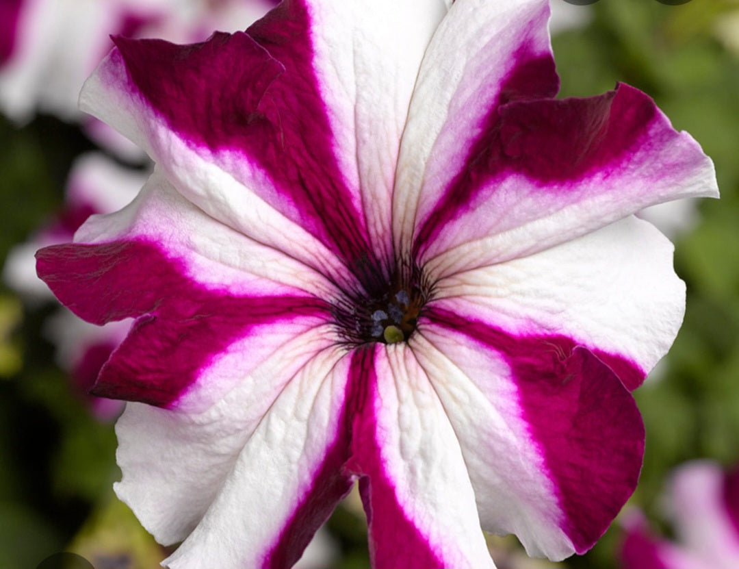 Petunia flowering seedling per dozen