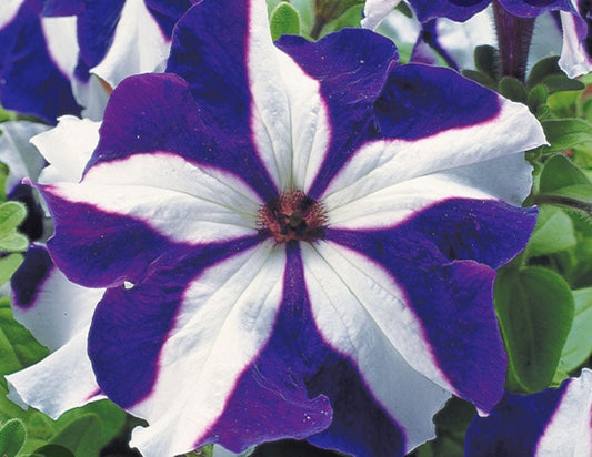 Petunia flowering seedling per dozen