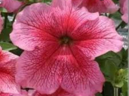 Petunia flowering seedling per dozen