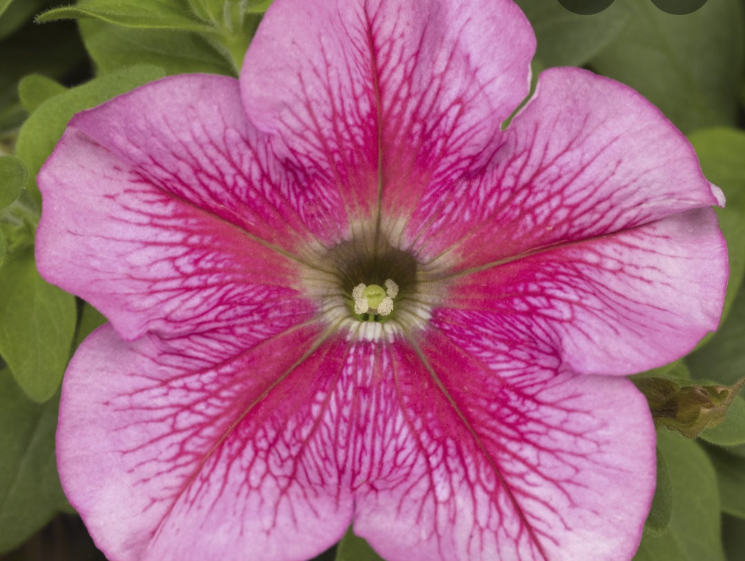 Petunia flowering seedling per dozen