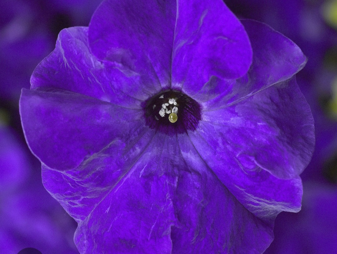 Petunia flowering seedling per dozen