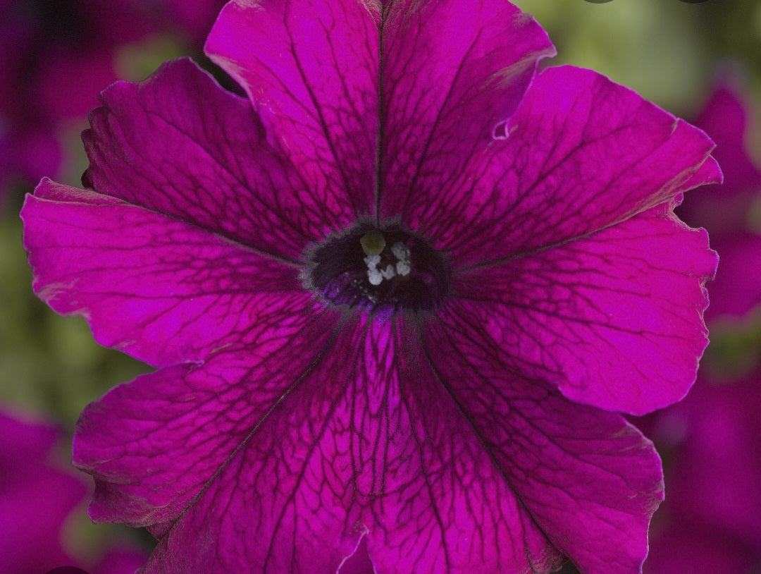 Petunia flowering seedling per dozen