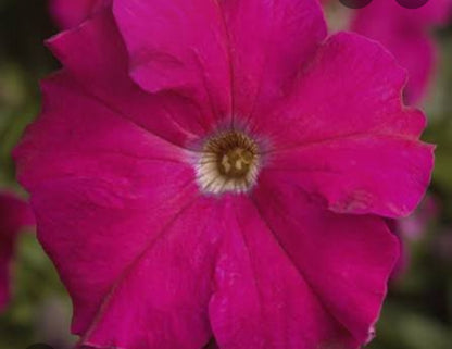 Petunia flowering seedling per dozen
