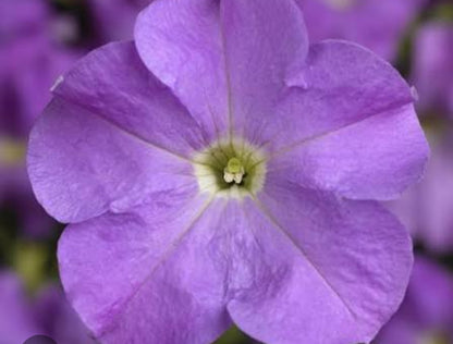 Petunia flowering seedling per dozen