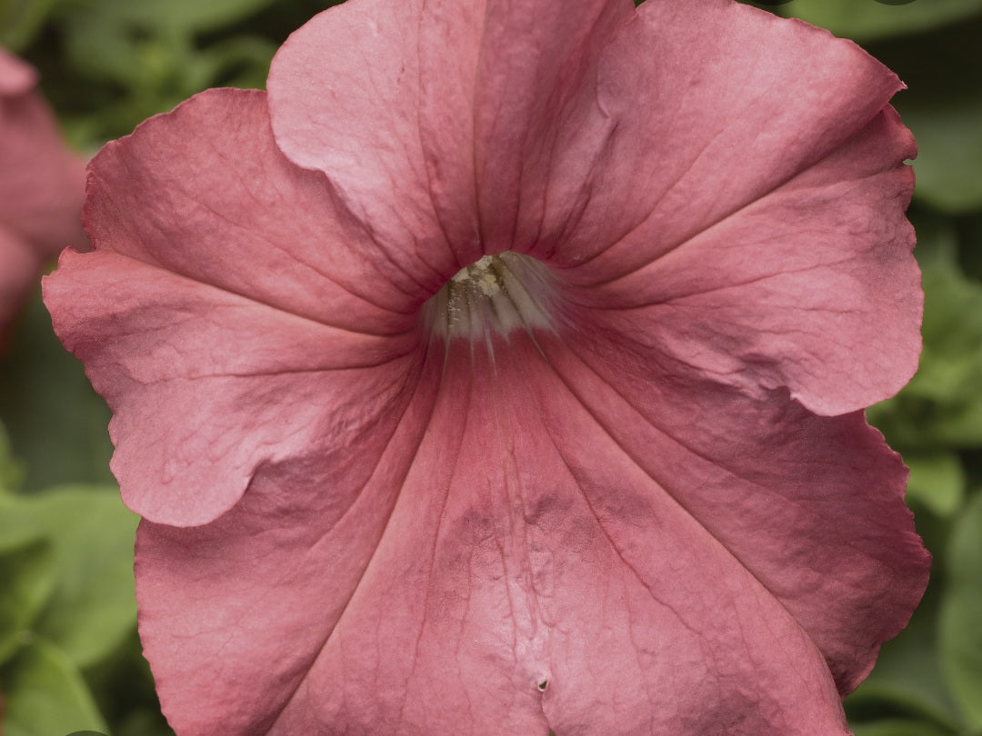 Petunia flowering seedling per dozen
