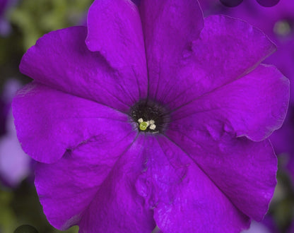 Petunia flowering seedling per dozen