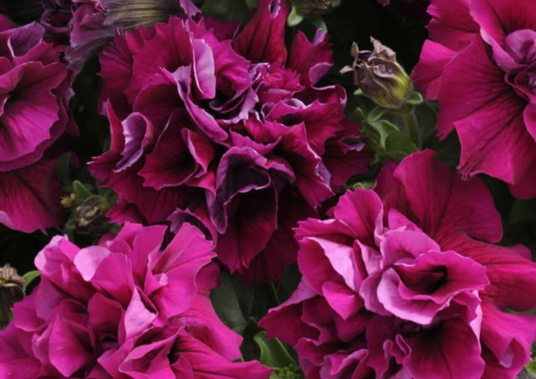 Petunia flowering seedling per dozen