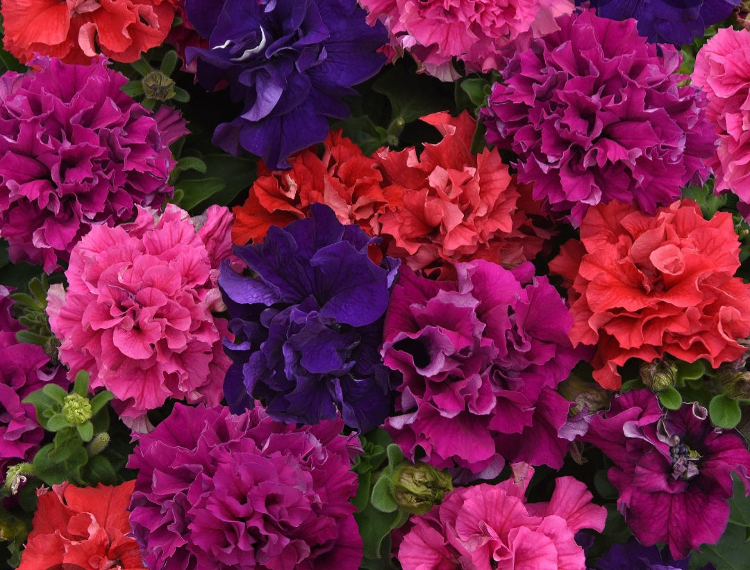 Petunia flowering seedling per dozen