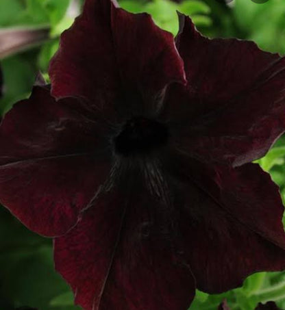 Petunia flowering seedling per dozen