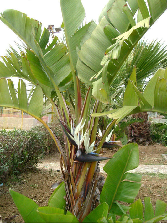 Strelitzia alba bird of paradise