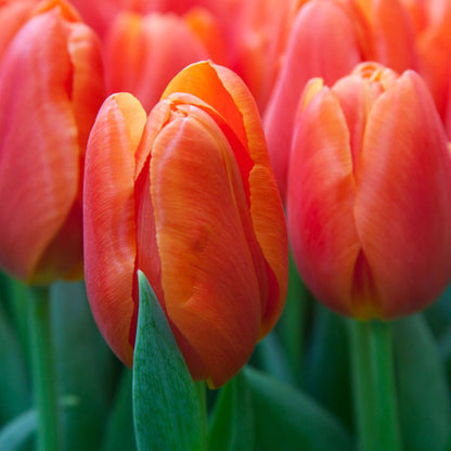 TULIP BULBS