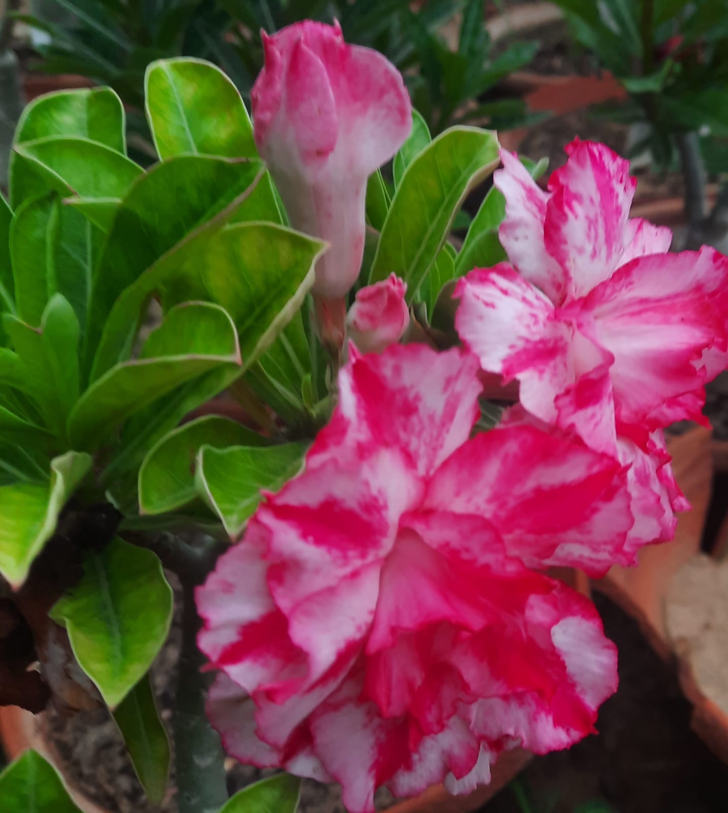 Adenium obesum grafted thai