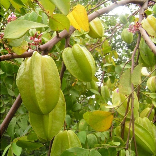 Carambola Star Fruit Grafted