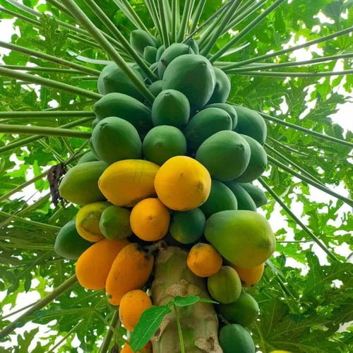 Papaya