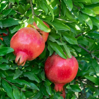 Pomegranate