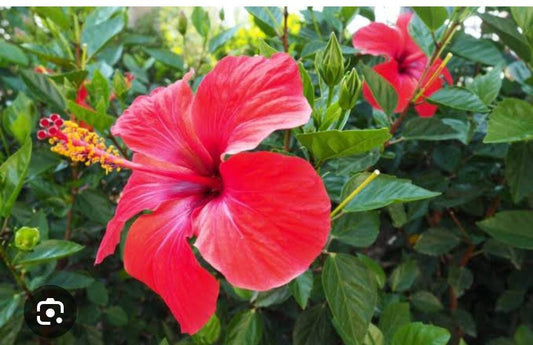 Hibiscus red single flower