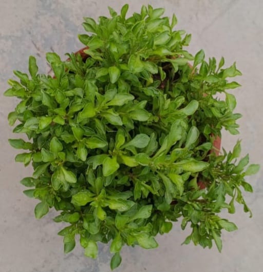 Alternanthera Green