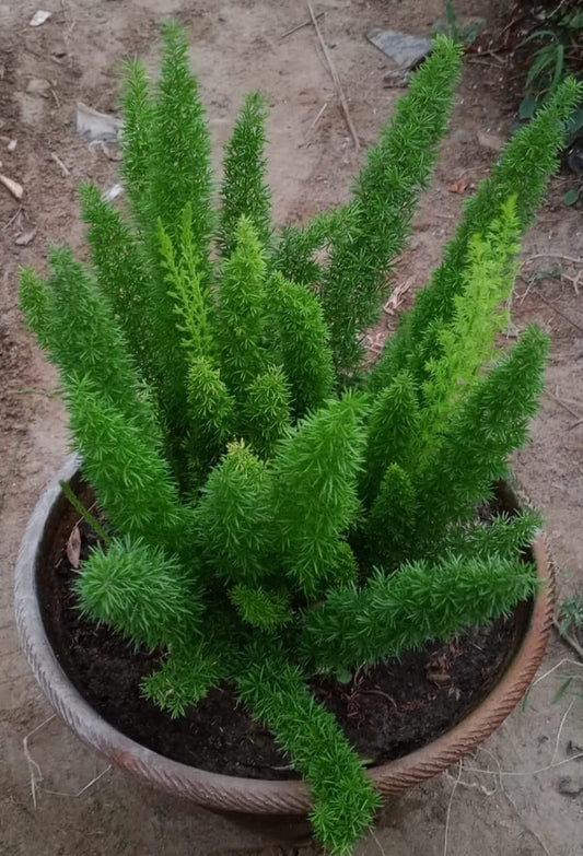 Asparagus meyeri / Foxtail fern