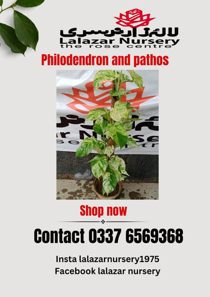 Epipremnum aureum marble queen | Money plant white