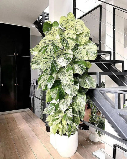 Epipremnum aureum marble queen | Money plant white