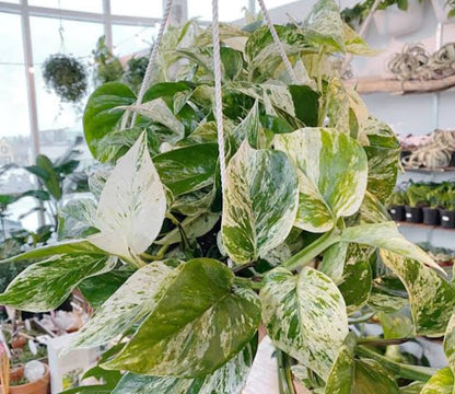 Epipremnum aureum marble queen | Money plant white