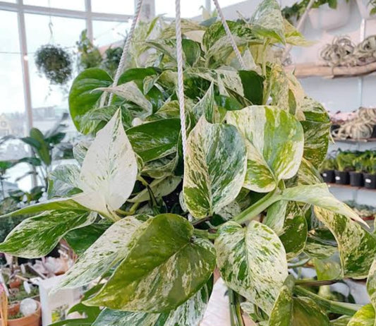 Money plant white (Epipremnum aureum marble queen)