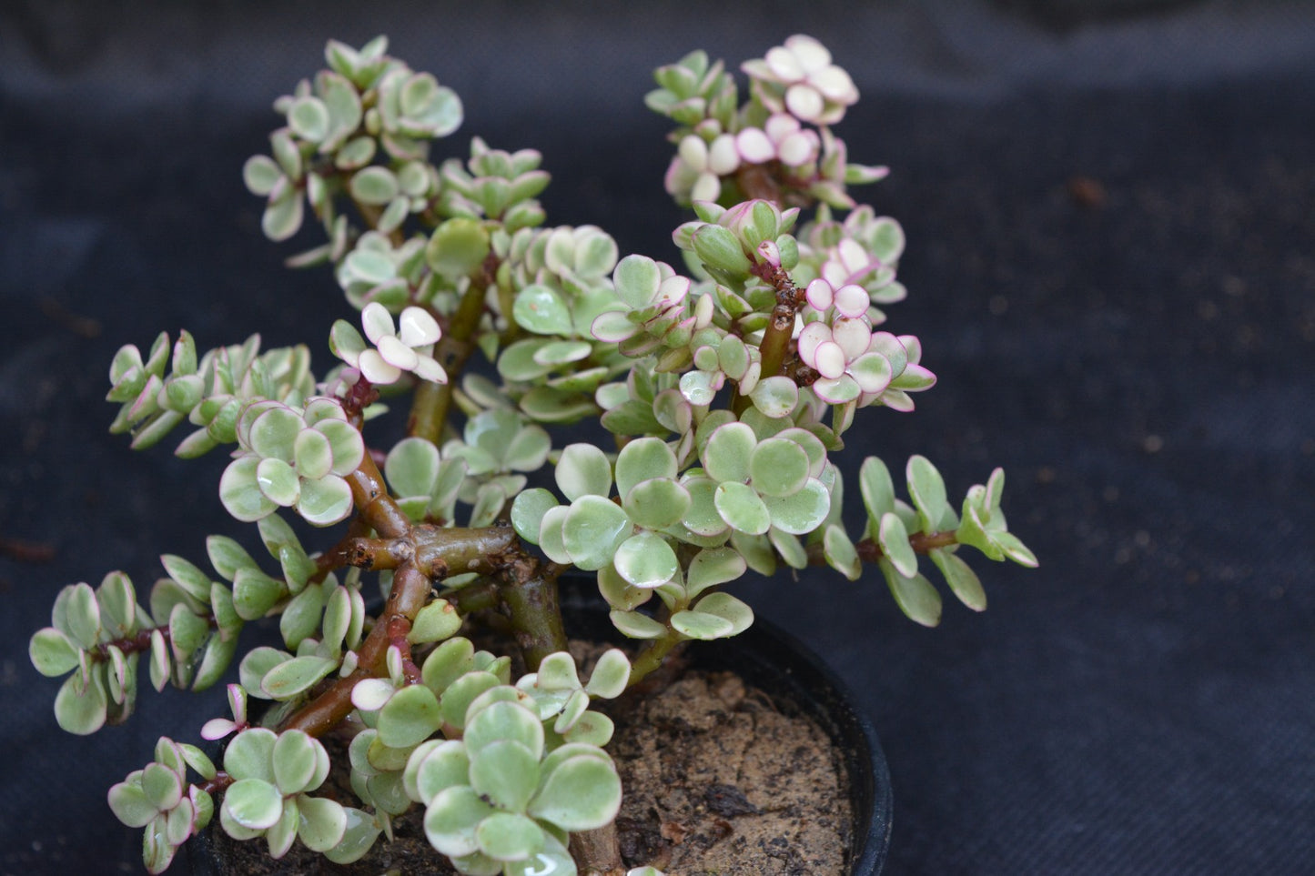 Portulacaria Afra variegata Tricolor