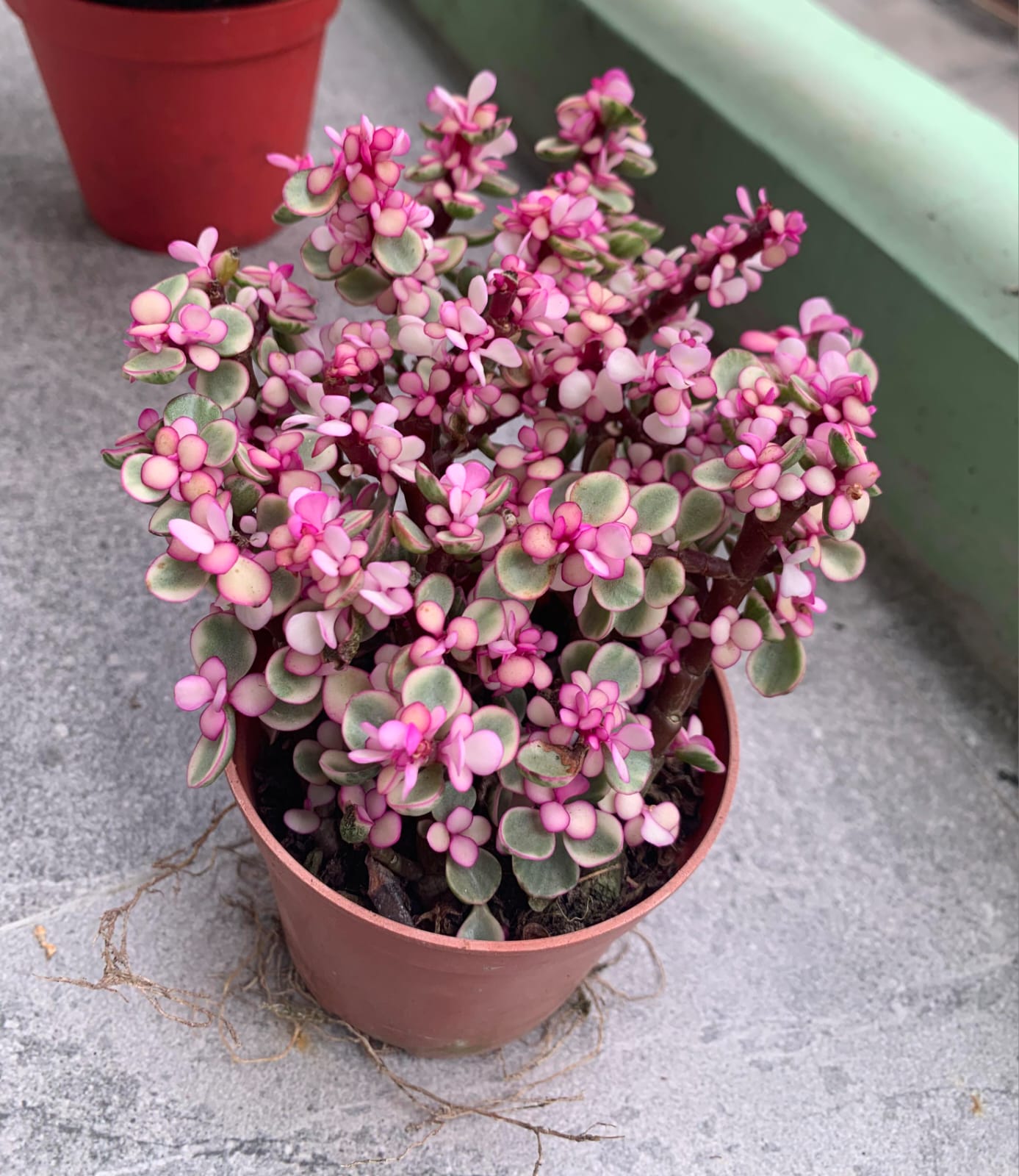 Portulacaria Afra variegata Tricolor