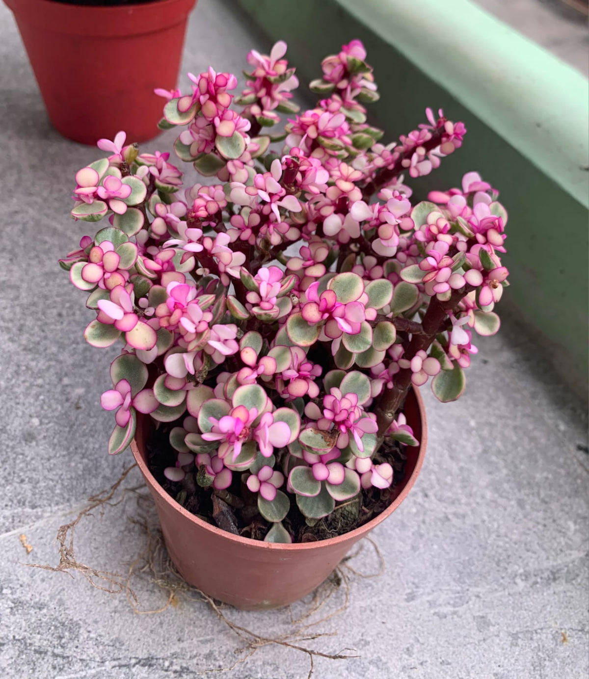Dwarf jade Portulacaria Afra variegata Tricolor