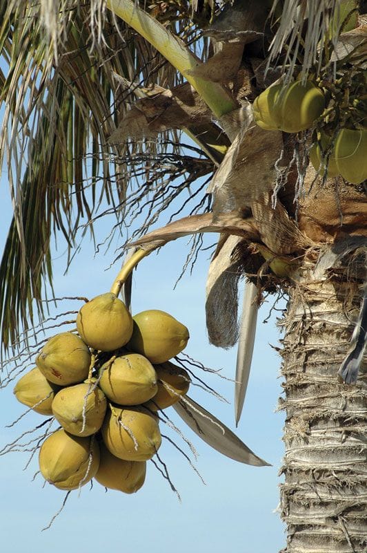 Cocos nucifera  | Coconut palm