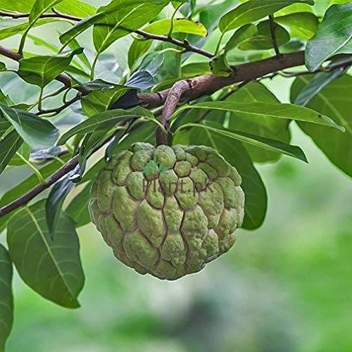 Annona squamosa /Shripha custard apple