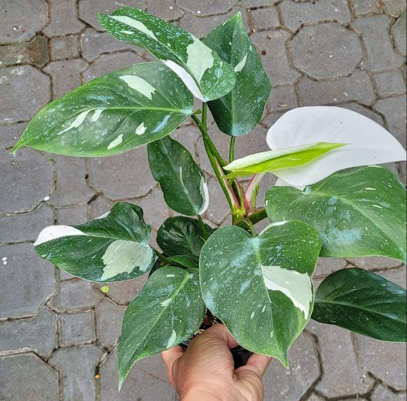 Philodendron white wizard