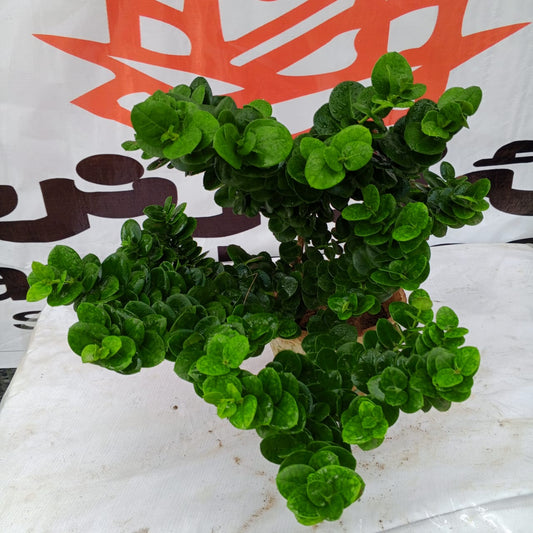 Kukronda dwarf (Carissa macrocarpa nana) (dwarf Natal plum)