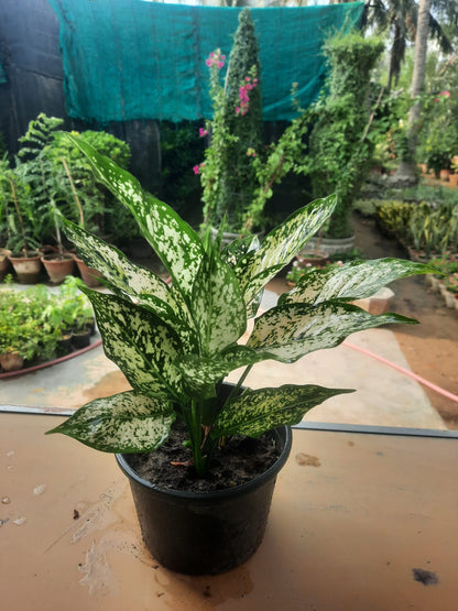 Aglaonema costatum foxii