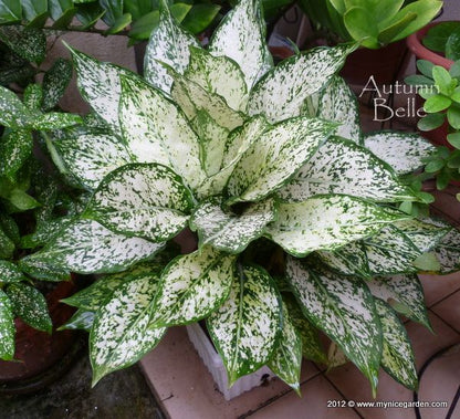 Aglaonema costatum foxii