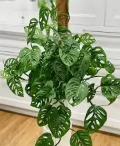 Broken heart (Monstera adansonii)