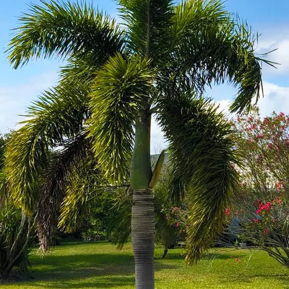 Wodyetia bifurcata | Foxtail palm