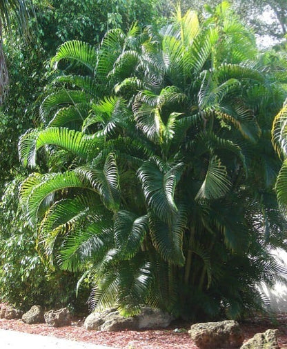 Chrysalidocarpus lutescens | Arica palm