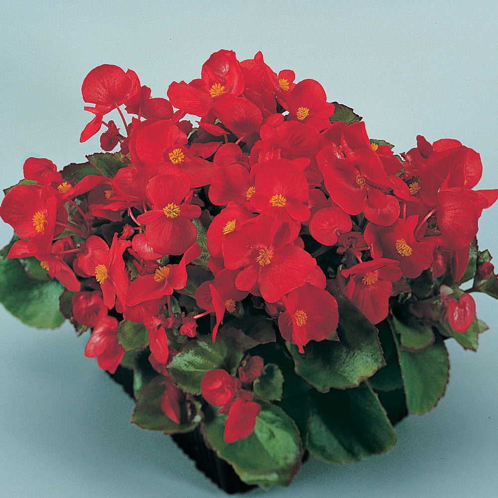 Begonia super olympia 12seedlings per pot